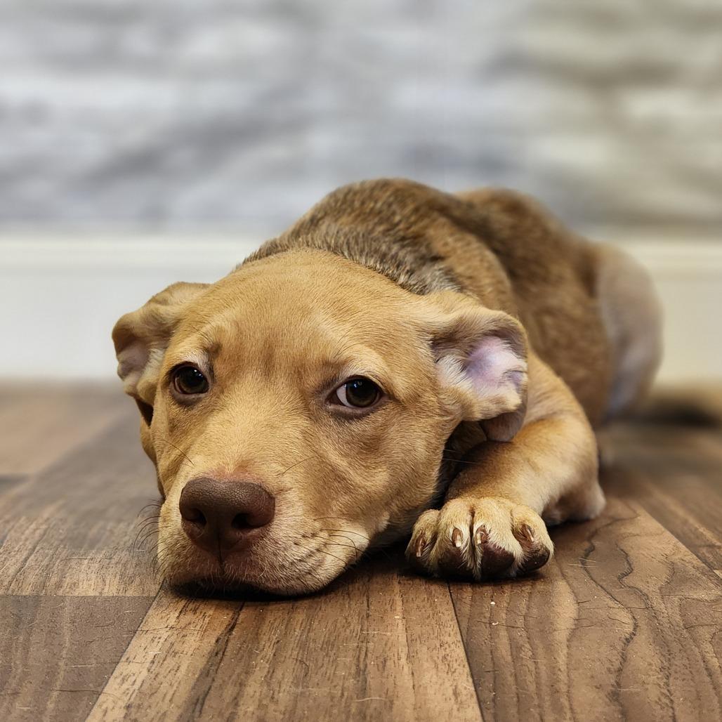 Enlarge Sparkle, a Adoptable Pit Bull Terrier in Montgomery, AL image 2/2