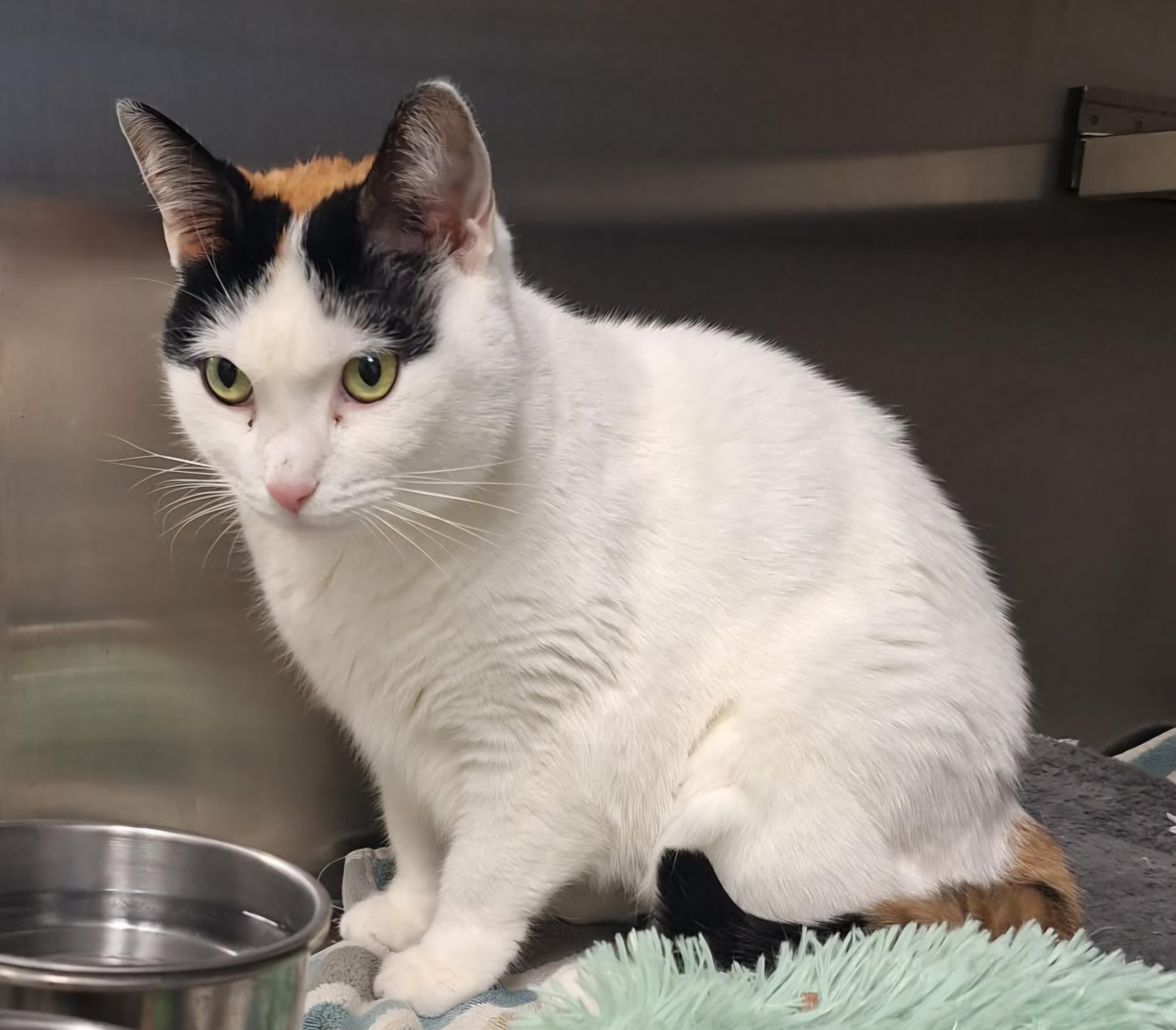 Enlarge Elsa, a ADOPTABLE Domestic Short Hair in Stratford, CT image 1/1