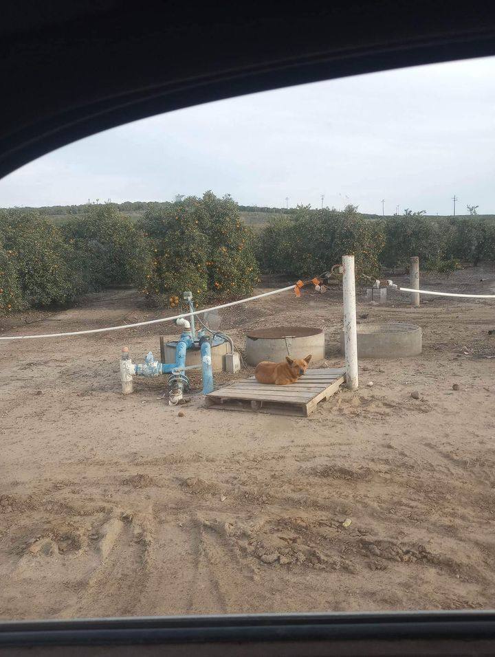 CJ Calamity Jane, a Adoptable mixed breed in Selma, CA image 6/8