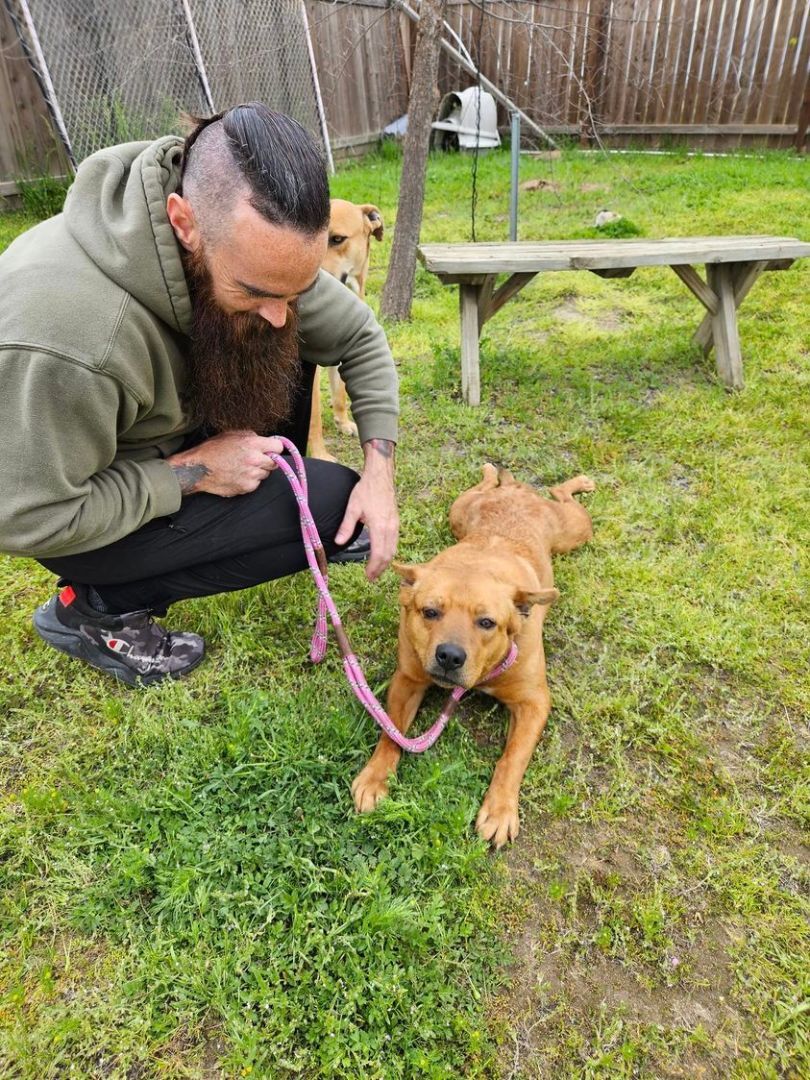 Enlarge CJ Calamity Jane, a Adoptable mixed breed in Selma, CA image 7/8