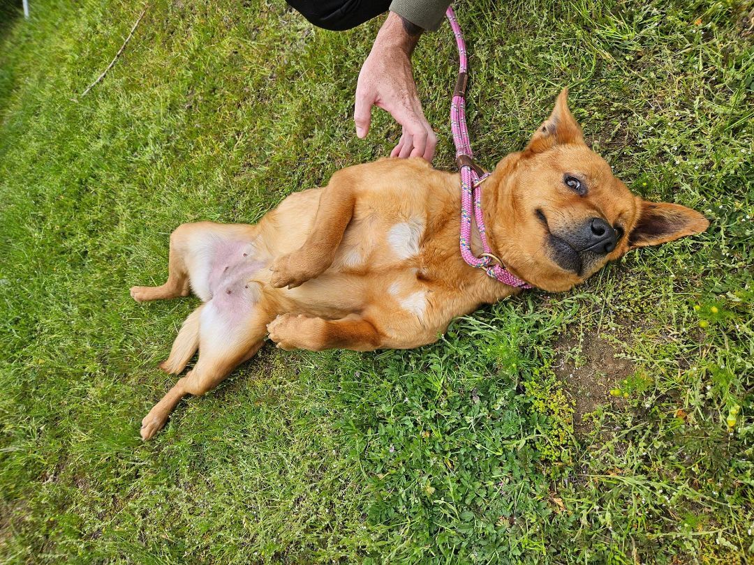 Enlarge CJ Calamity Jane, a Adoptable mixed breed in Selma, CA image 8/8
