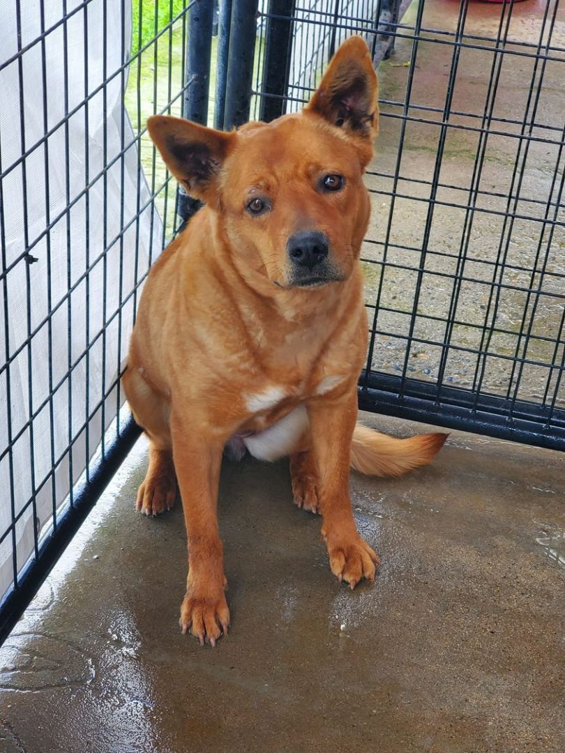 CJ Calamity Jane, a Adoptable mixed breed in Selma, CA image 1/8