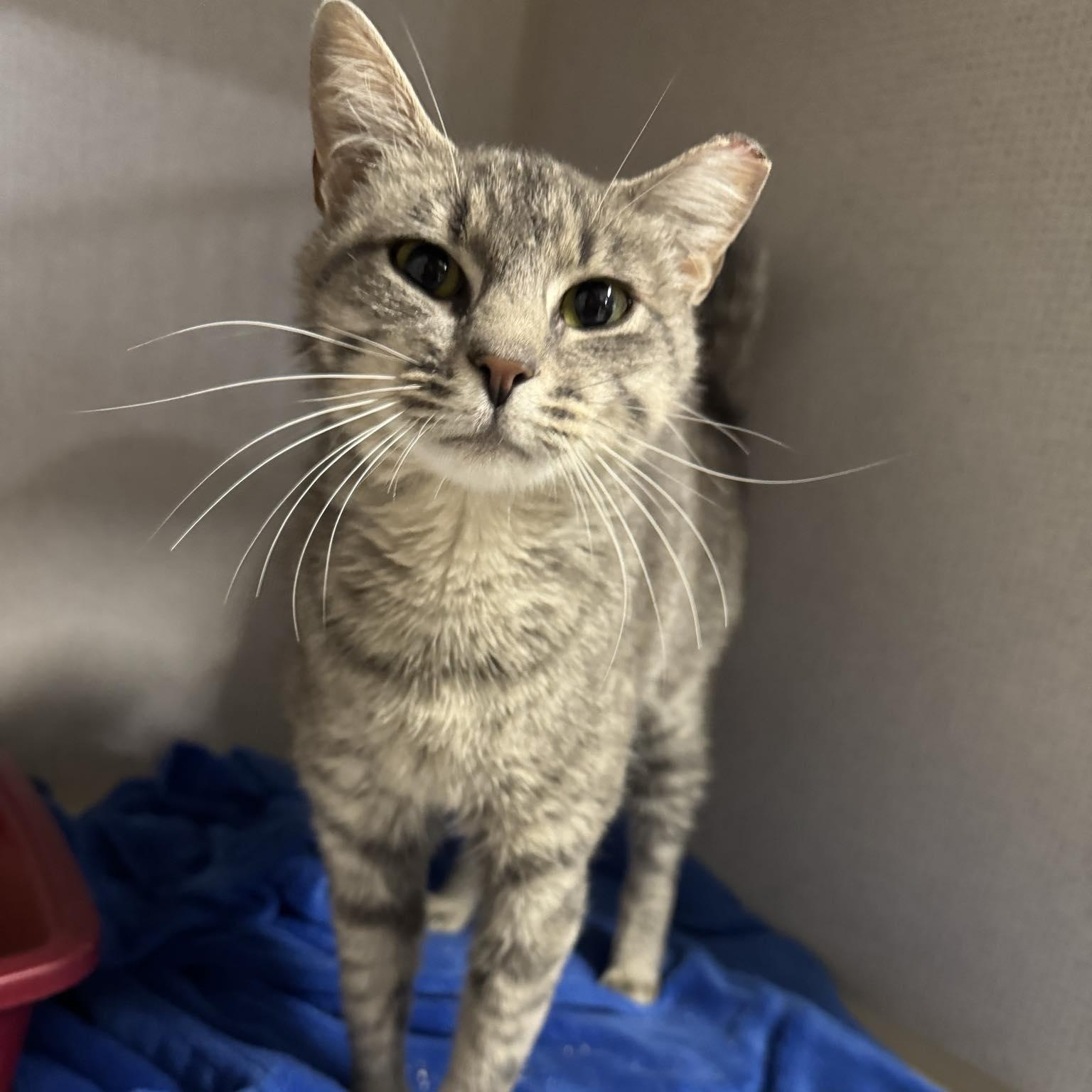 Abbie, ADOPTABLE, Young Female Domestic Short Hair.