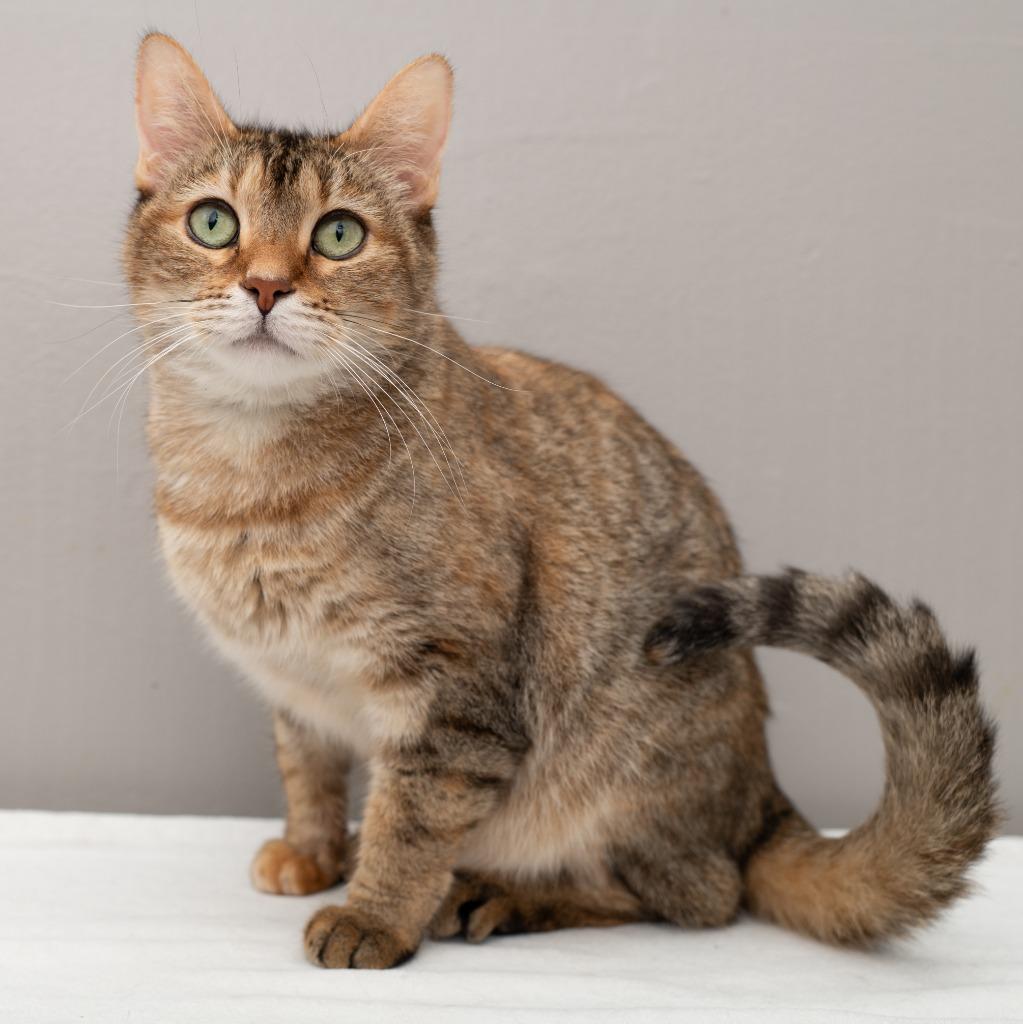 Darla, a Adoptable mixed breed in Los Angeles, CA image 3/6