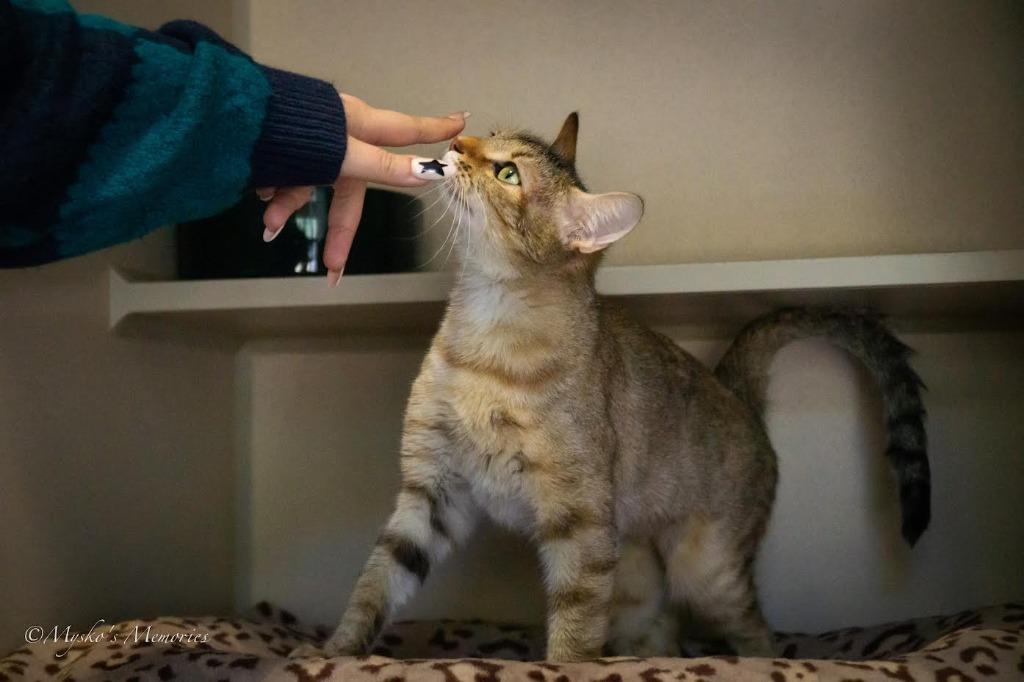 Darla, Adoptable, Adult Female Domestic Short Hair.