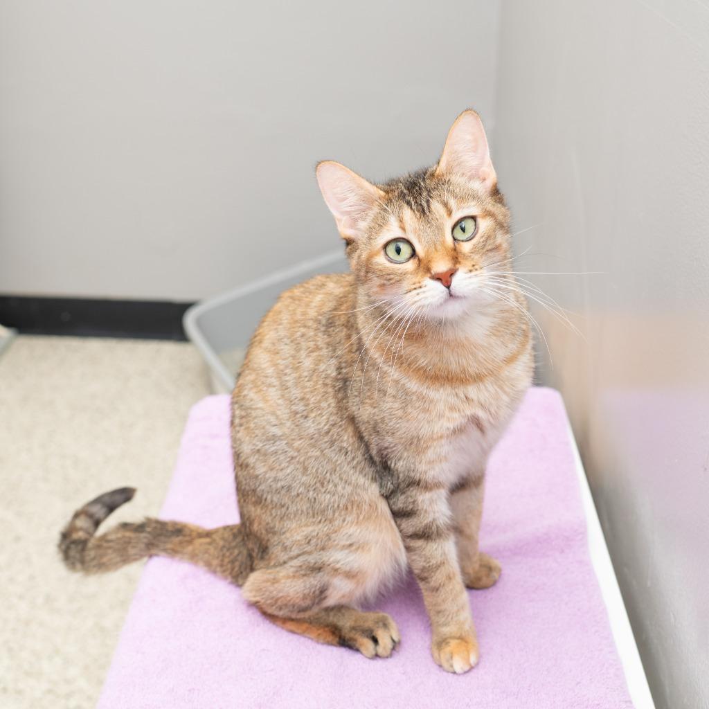 Darla, Adoptable, Adult Female Domestic Short Hair.