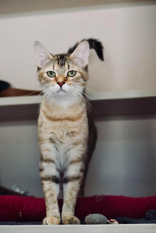 Enlarge Darla, a Adoptable mixed breed in Los Angeles, CA image 2/6