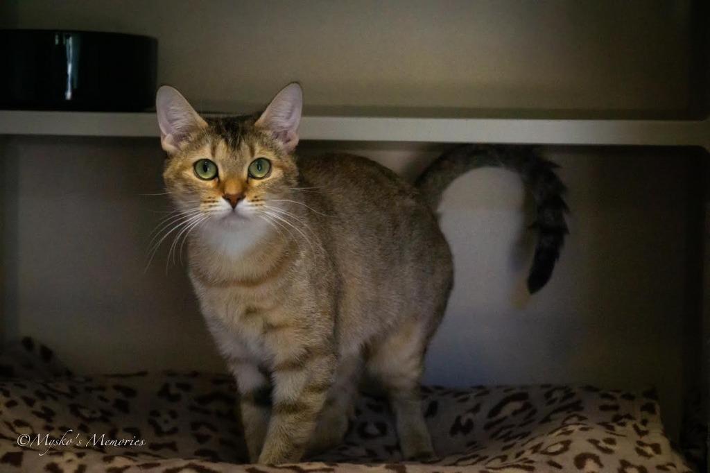 Darla, a Adoptable mixed breed in Los Angeles, CA image 6/6