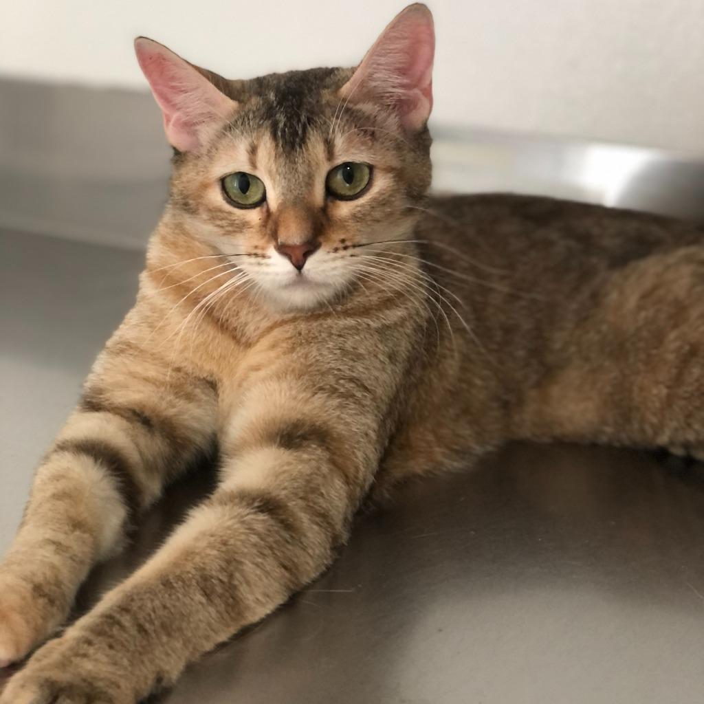 Enlarge Darla, a Adoptable mixed breed in Los Angeles, CA image 4/6