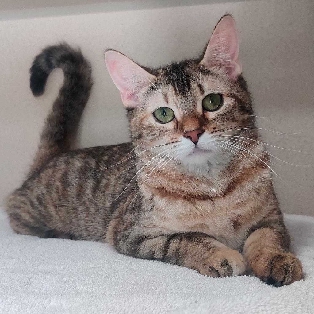 Enlarge Darla, a Adoptable mixed breed in Los Angeles, CA image 5/6