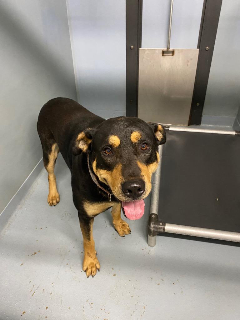 Enlarge Chopper, a Adoptable mixed breed in Cartersville , GA image 1/1