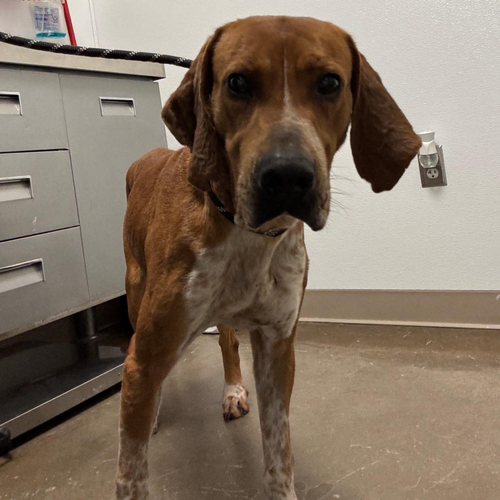 Nelson, Adoptable, Adult Male Mixed Breed.