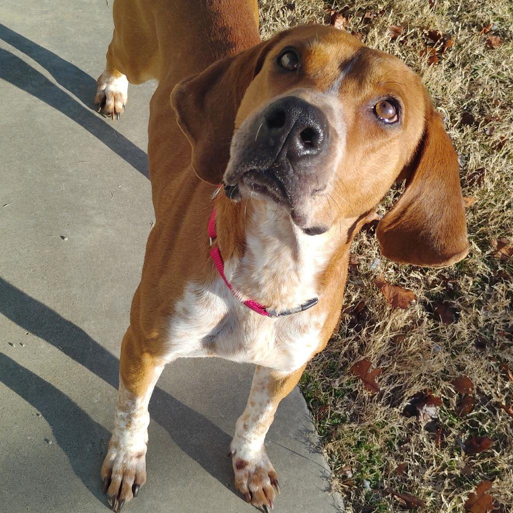 Enlarge Nelson, a Adoptable Mixed Breed in Tulsa, OK image 2/6