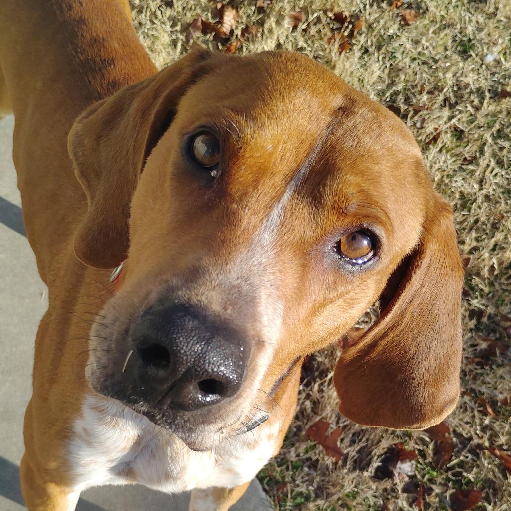 Enlarge Nelson, a Adoptable Mixed Breed in Tulsa, OK image 3/6