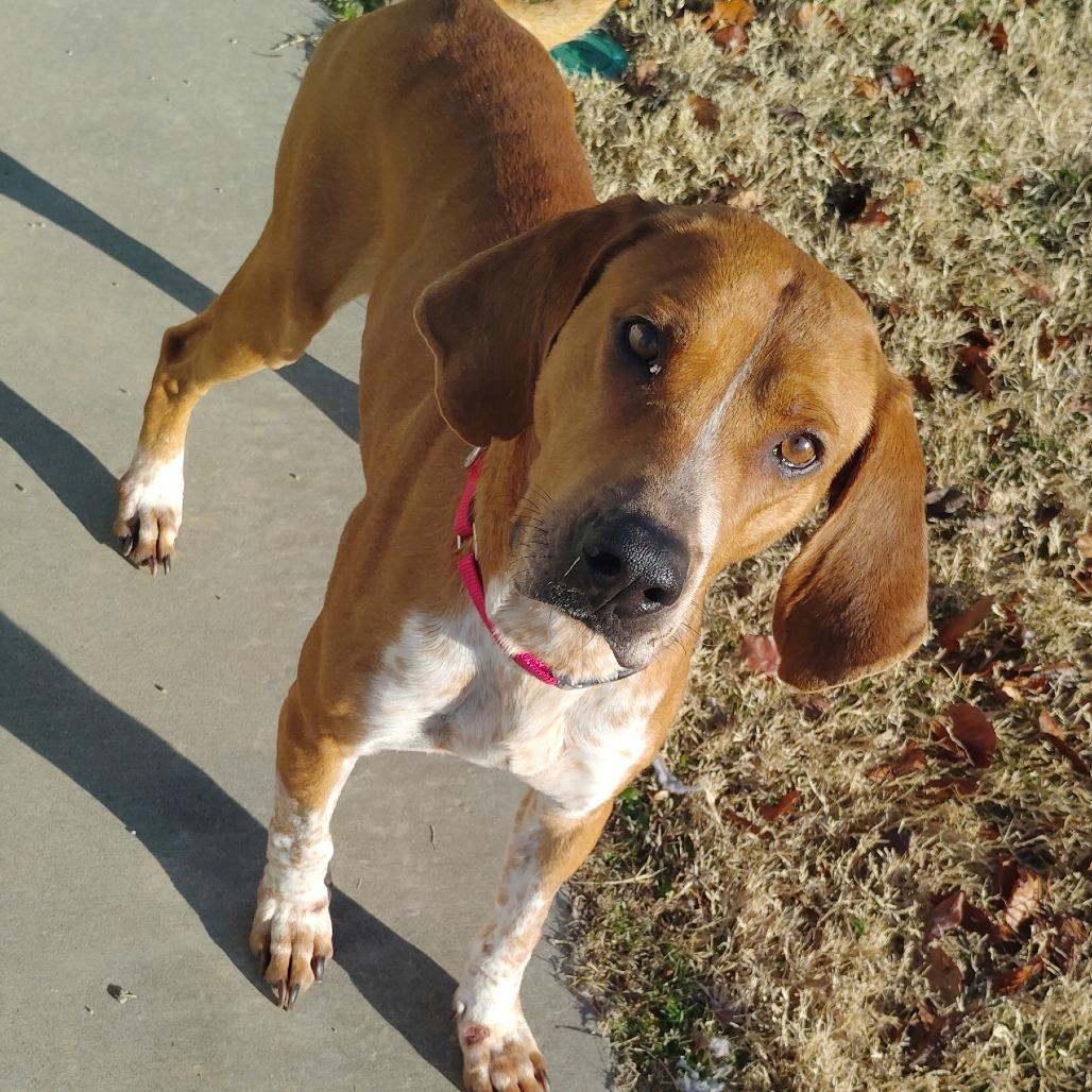 Enlarge Nelson, a Adoptable Mixed Breed in Tulsa, OK image 4/6