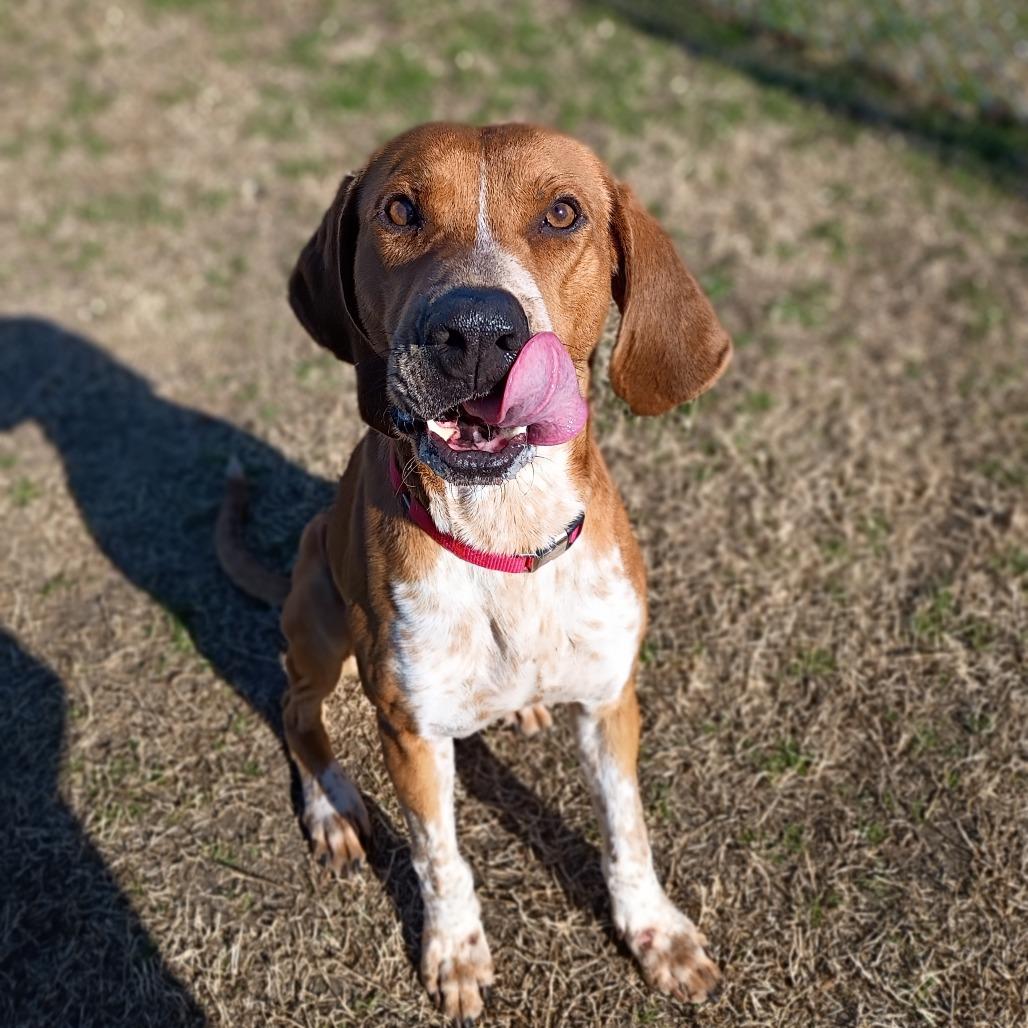 Enlarge Nelson, a Adoptable Mixed Breed in Tulsa, OK image 6/6