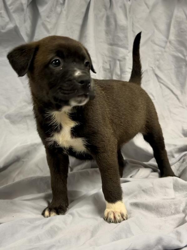 Enlarge Spinach, a Adoptable mixed breed in Mobile, AL image 1/2
