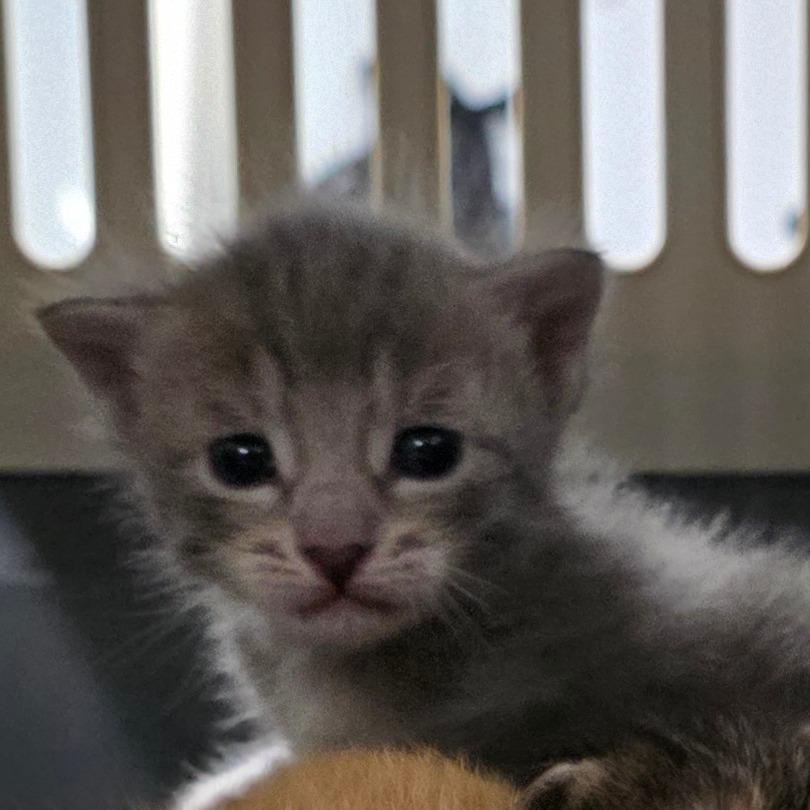 Scooter, Adoptable, Kitten Female Domestic Short Hair.