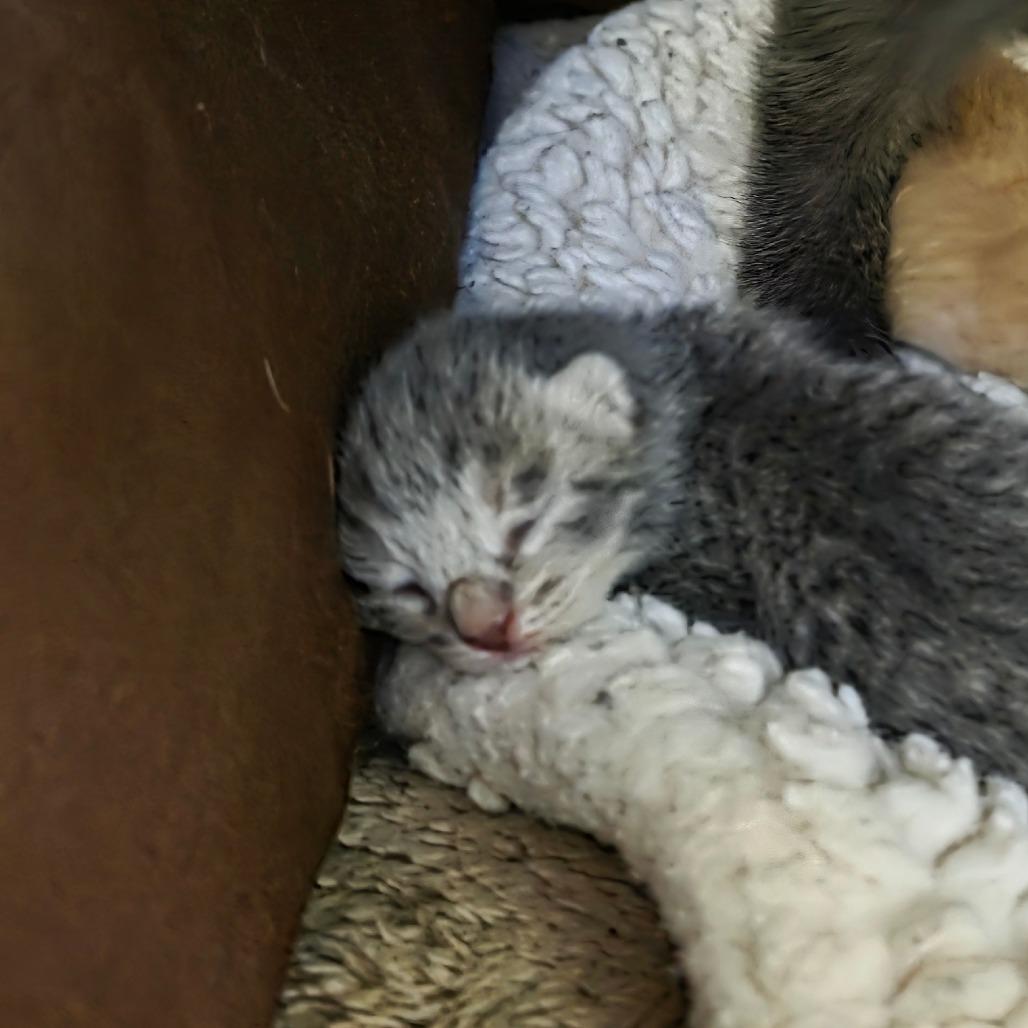 Enlarge Scooter, a Adoptable Domestic Short Hair in Port Townsend, WA image 2/6