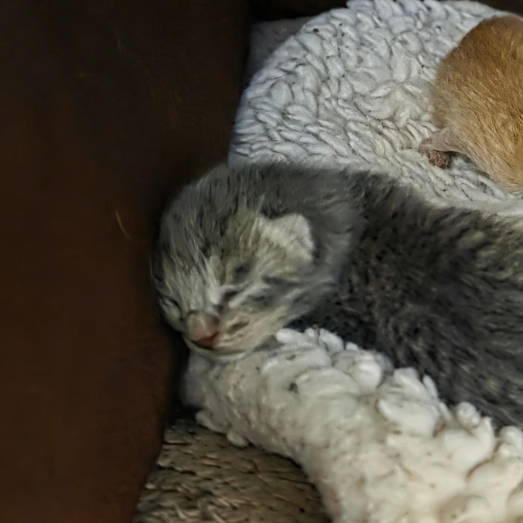 Enlarge Scooter, a Adoptable Domestic Short Hair in Port Townsend, WA image 3/6