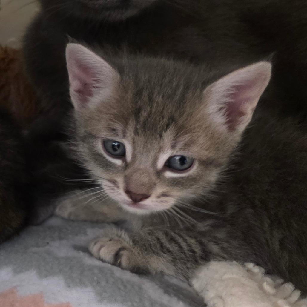 Enlarge Scooter, a Adoptable Domestic Short Hair in Port Townsend, WA image 4/6