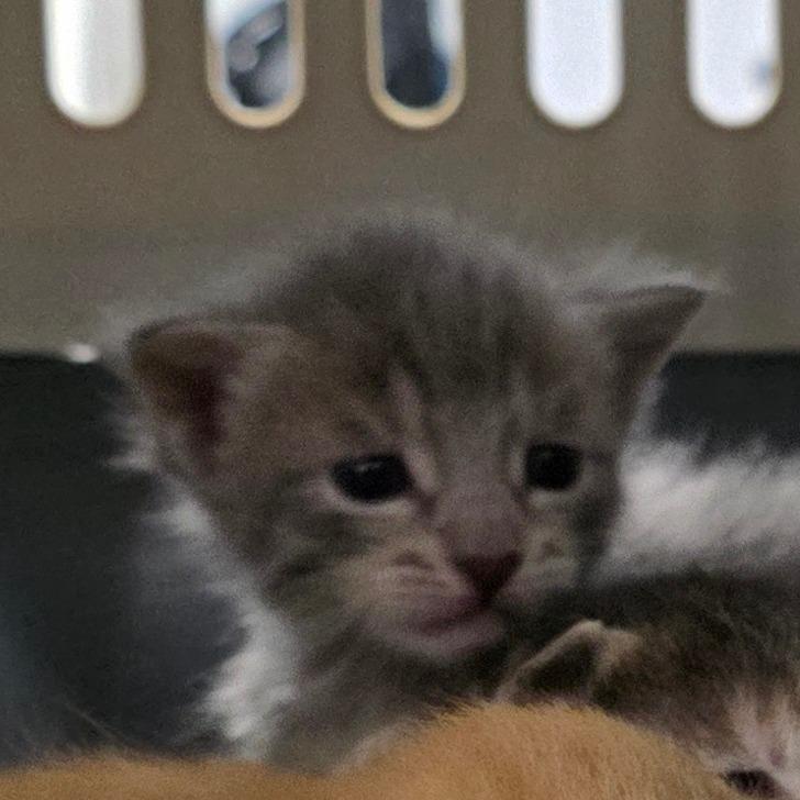 Enlarge Scooter, a Adoptable Domestic Short Hair in Port Townsend, WA image 5/6