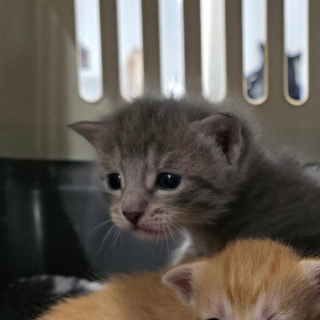 Enlarge Scooter, a Adoptable Domestic Short Hair in Port Townsend, WA image 6/6