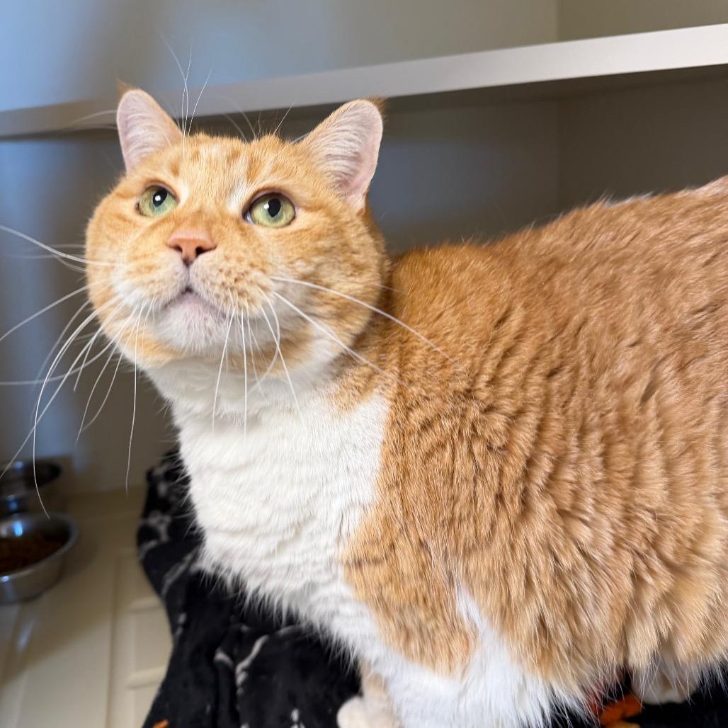 Clara, Adoptable, Senior Female Domestic Short Hair.