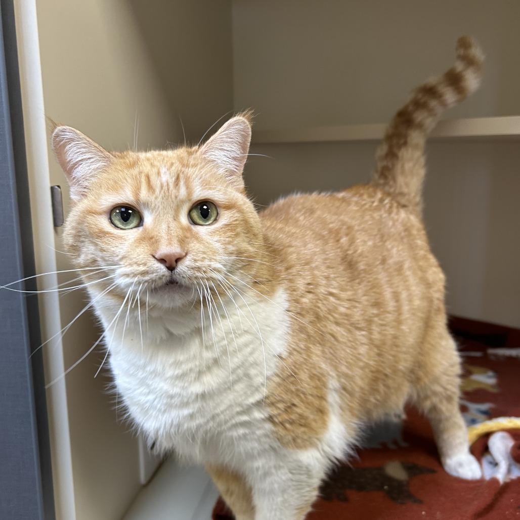 Clara, a Adoptable Domestic Short Hair in Cody, WY image 2/4