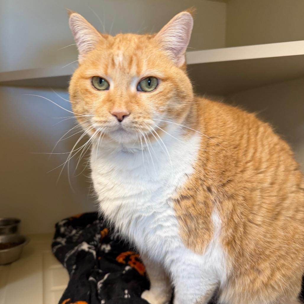 Clara, a Adoptable Domestic Short Hair in Cody, WY image 2/3