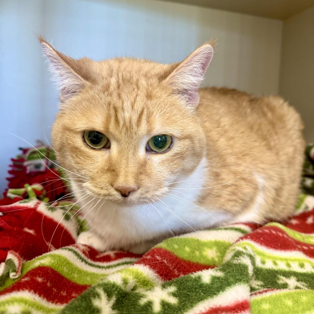 Clara, a Adoptable Domestic Short Hair in Cody, WY image 3/3