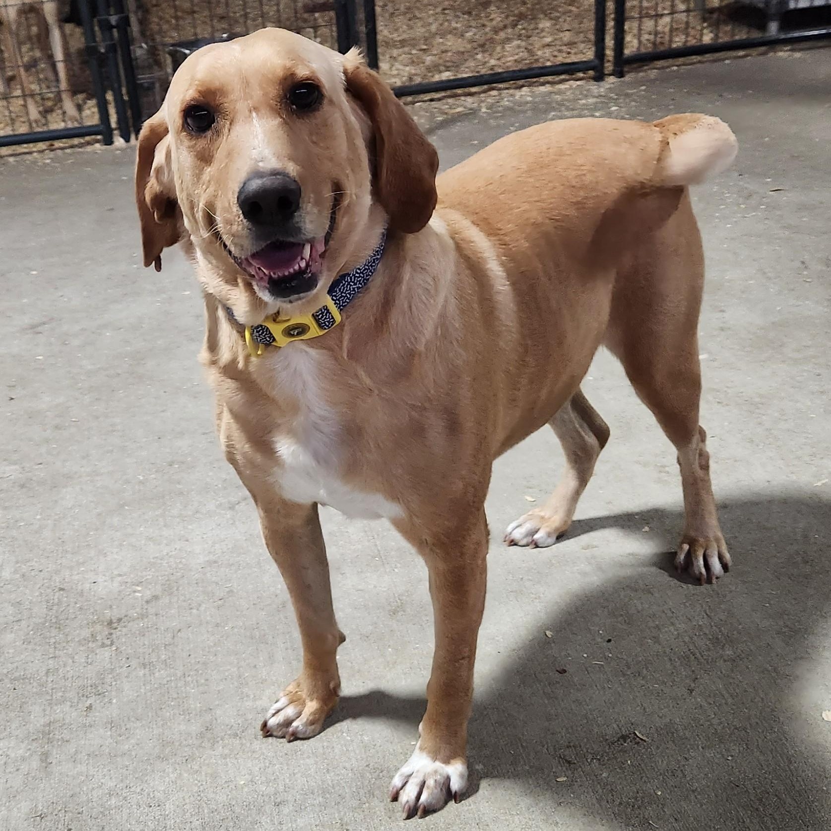 FESTUS, a ADOPTABLE mixed breed in Chicopee, MA image 2/5