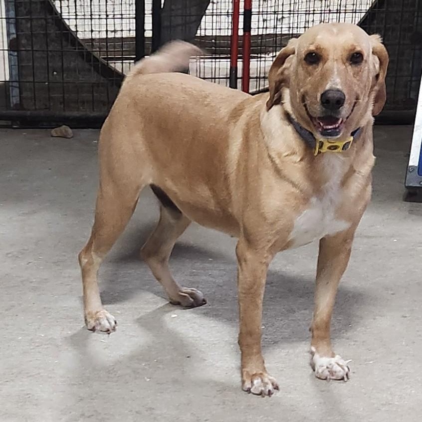 FESTUS, ADOPTABLE, Adult Male Hound & Yellow Labrador Retriever.