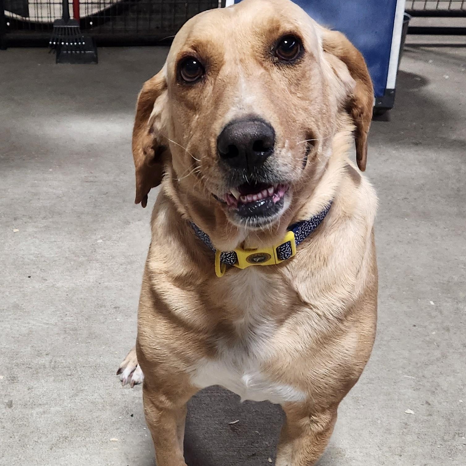 FESTUS, a ADOPTABLE mixed breed in Chicopee, MA image 3/5