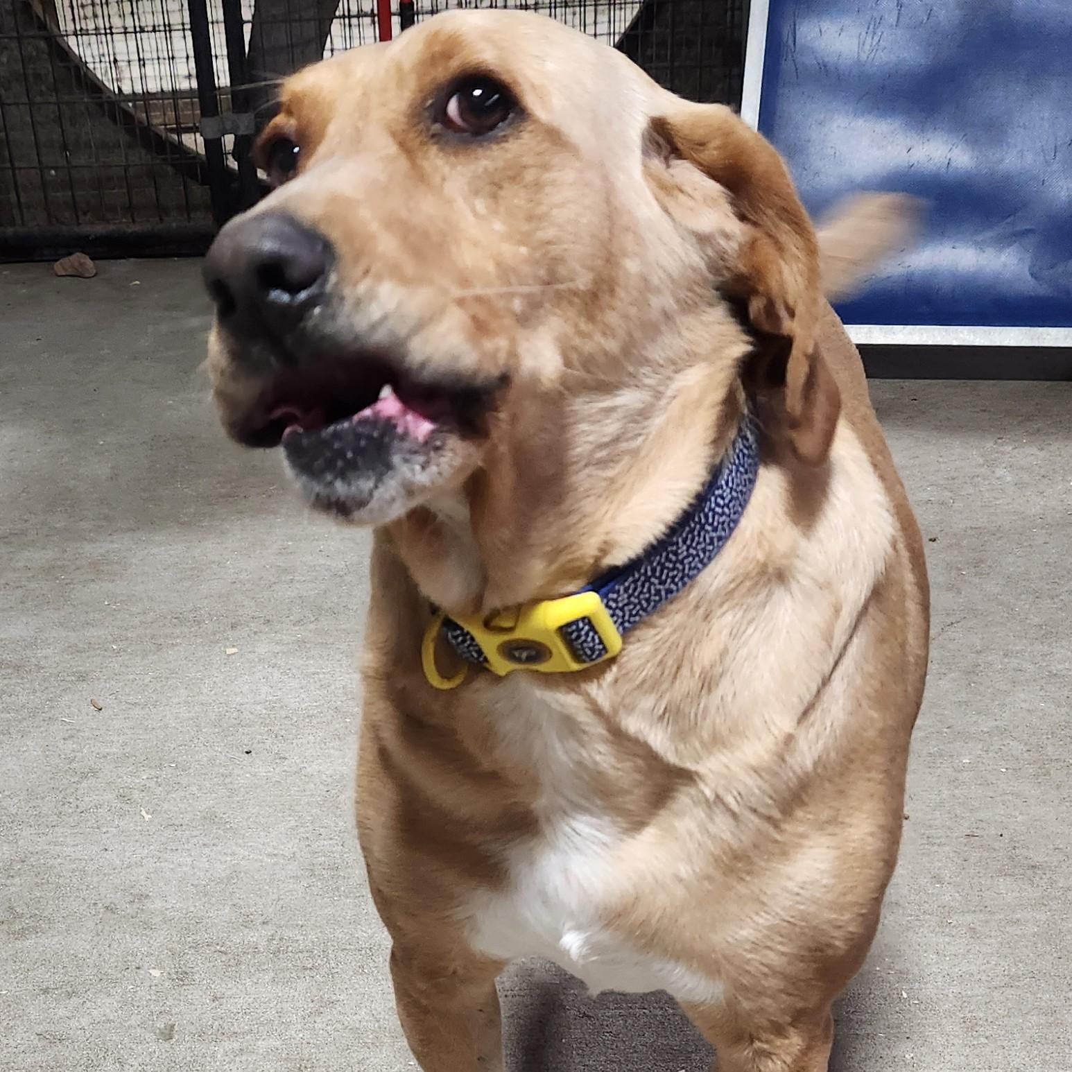 FESTUS, a ADOPTABLE mixed breed in Chicopee, MA image 5/5