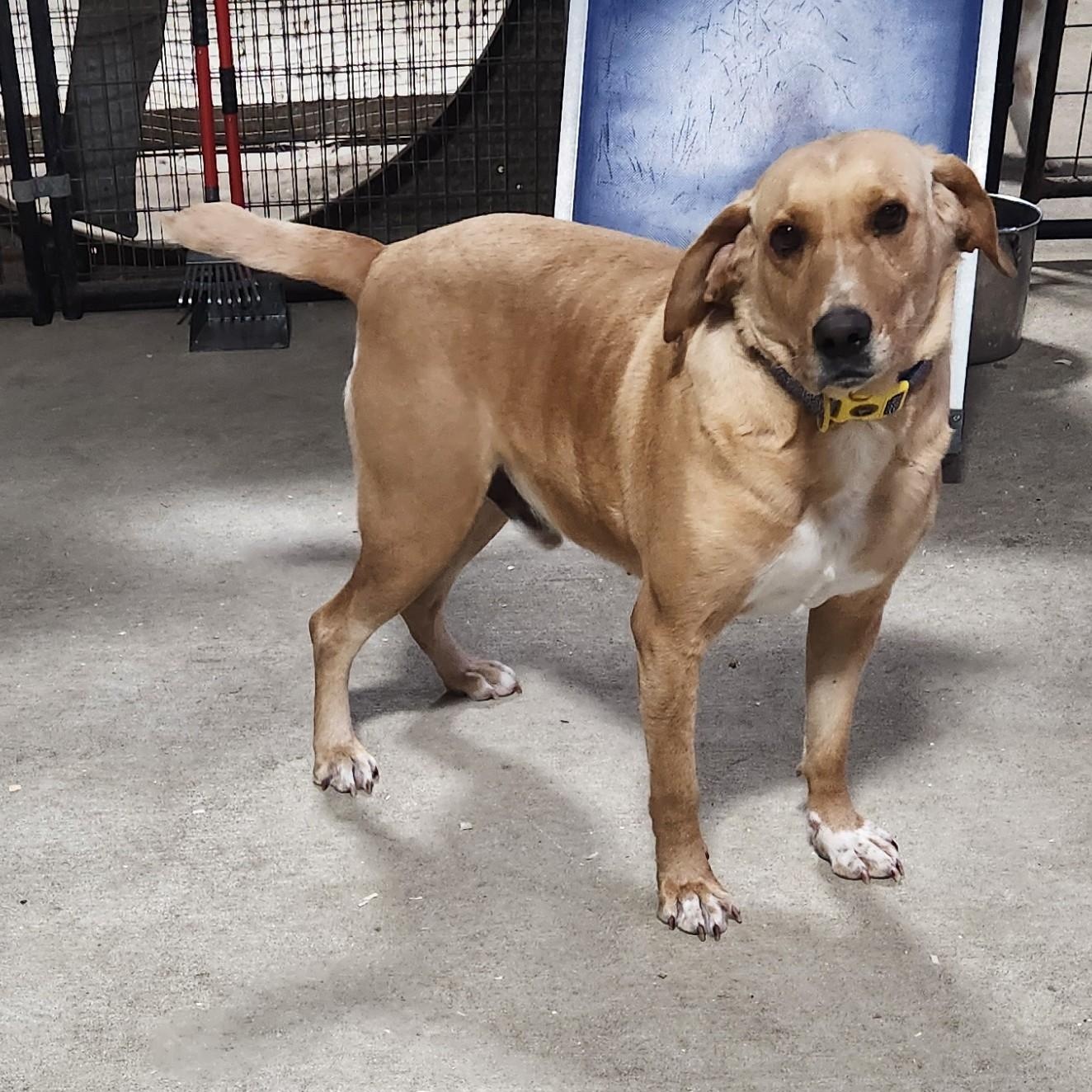 FESTUS, a ADOPTABLE mixed breed in Chicopee, MA image 4/5