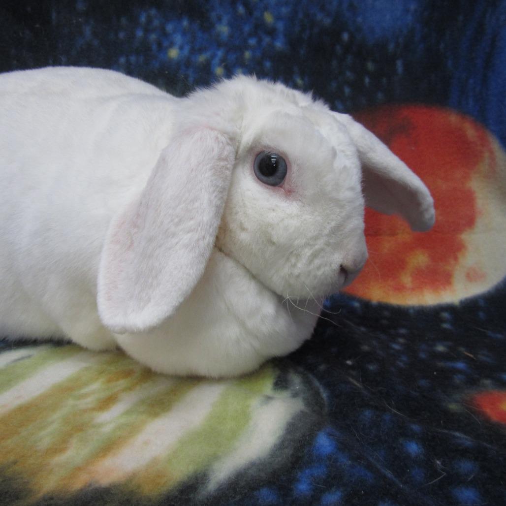 Enlarge Luna, a Adoptable Mini Lop in Newport, PA image 1/5