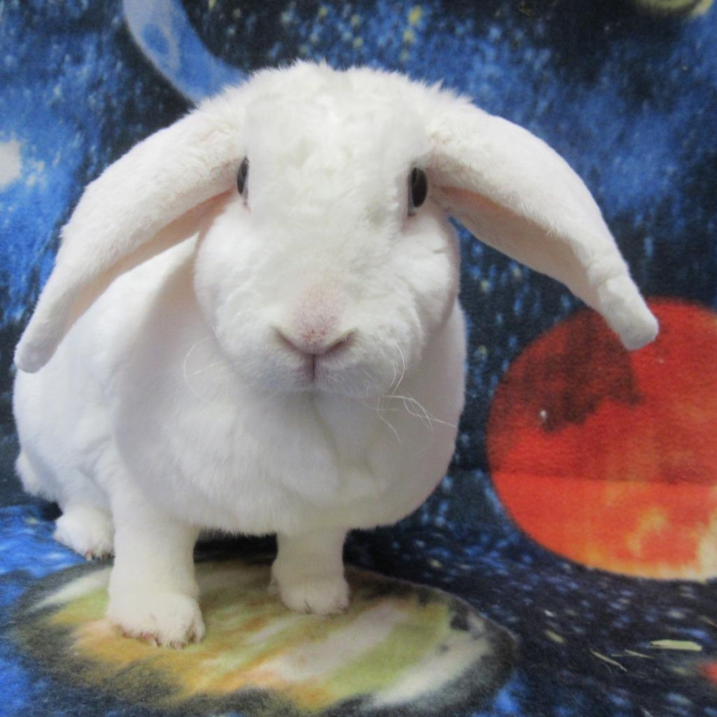 Enlarge Luna, a Adoptable Mini Lop in Newport, PA image 2/5