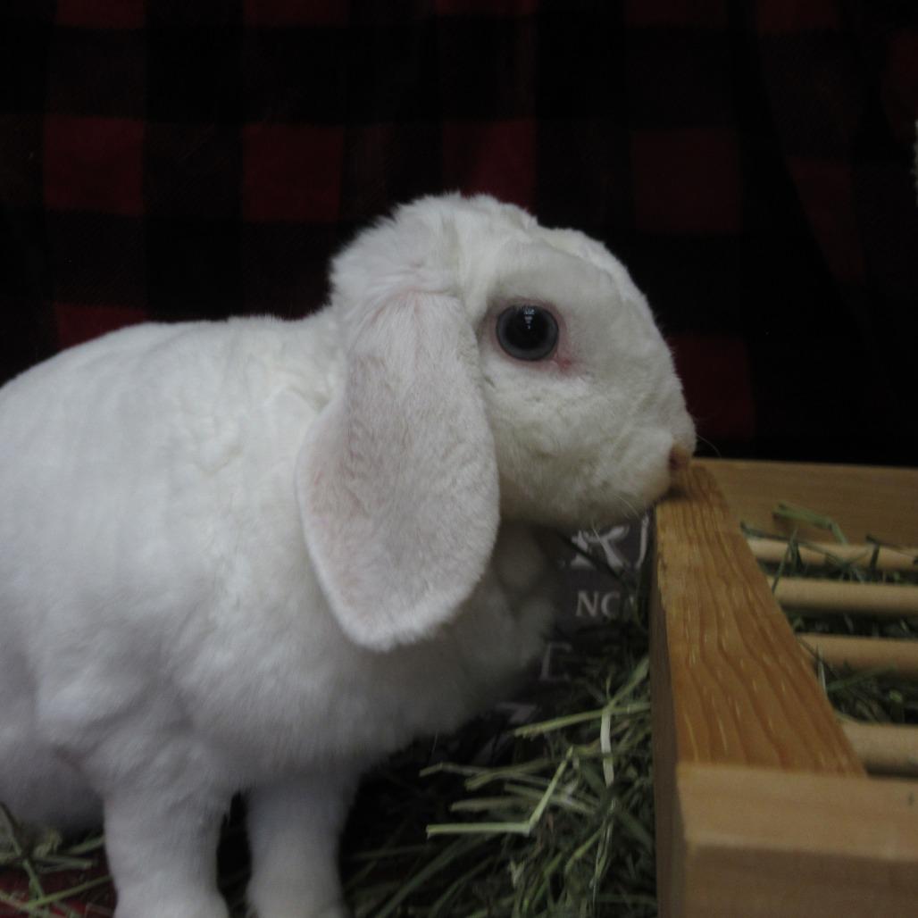 Enlarge Luna, a Adoptable Mini Lop in Newport, PA image 3/5