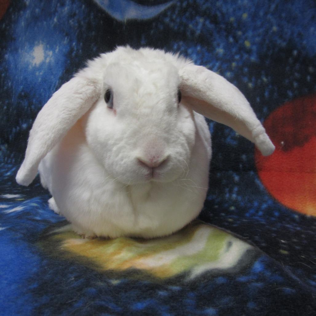 Enlarge Luna, a Adoptable Mini Lop in Newport, PA image 4/5