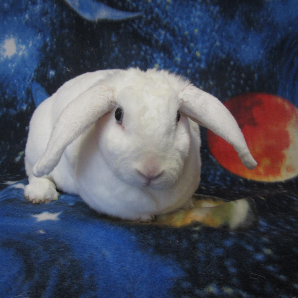 Enlarge Luna, a Adoptable Mini Lop in Newport, PA image 5/5