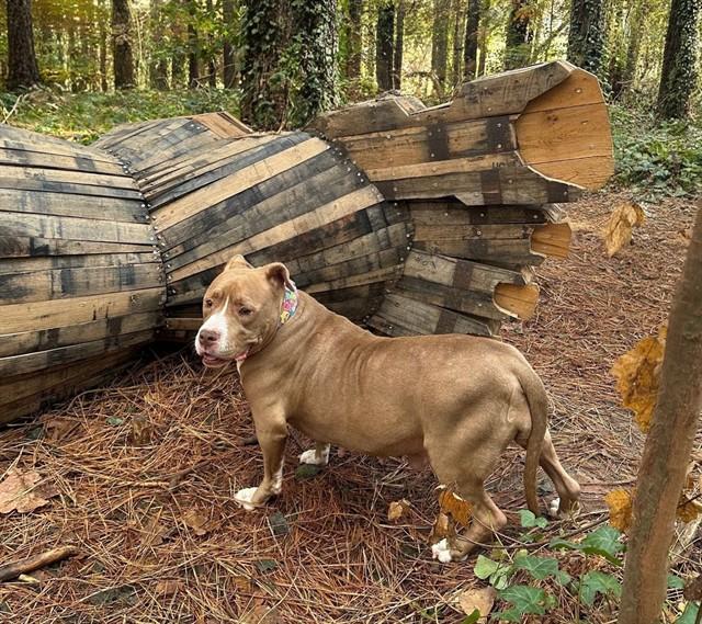 VIDA, Adoptable, Adult Female American Staffordshire Terrier & Mixed Breed.