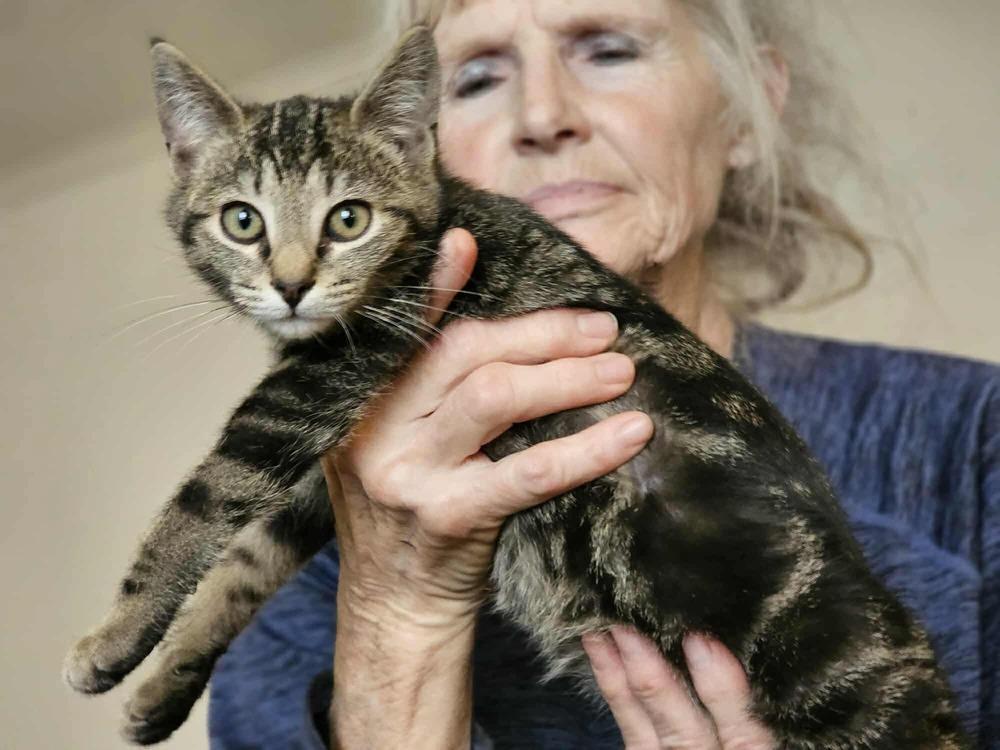 Enlarge Juniper, a Adoptable Domestic Short Hair in Kannapolis, NC image 1/3