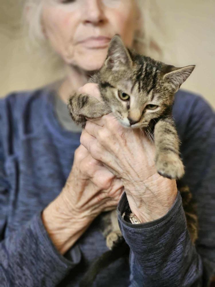 Enlarge Juniper, a Adoptable Domestic Short Hair in Kannapolis, NC image 3/3