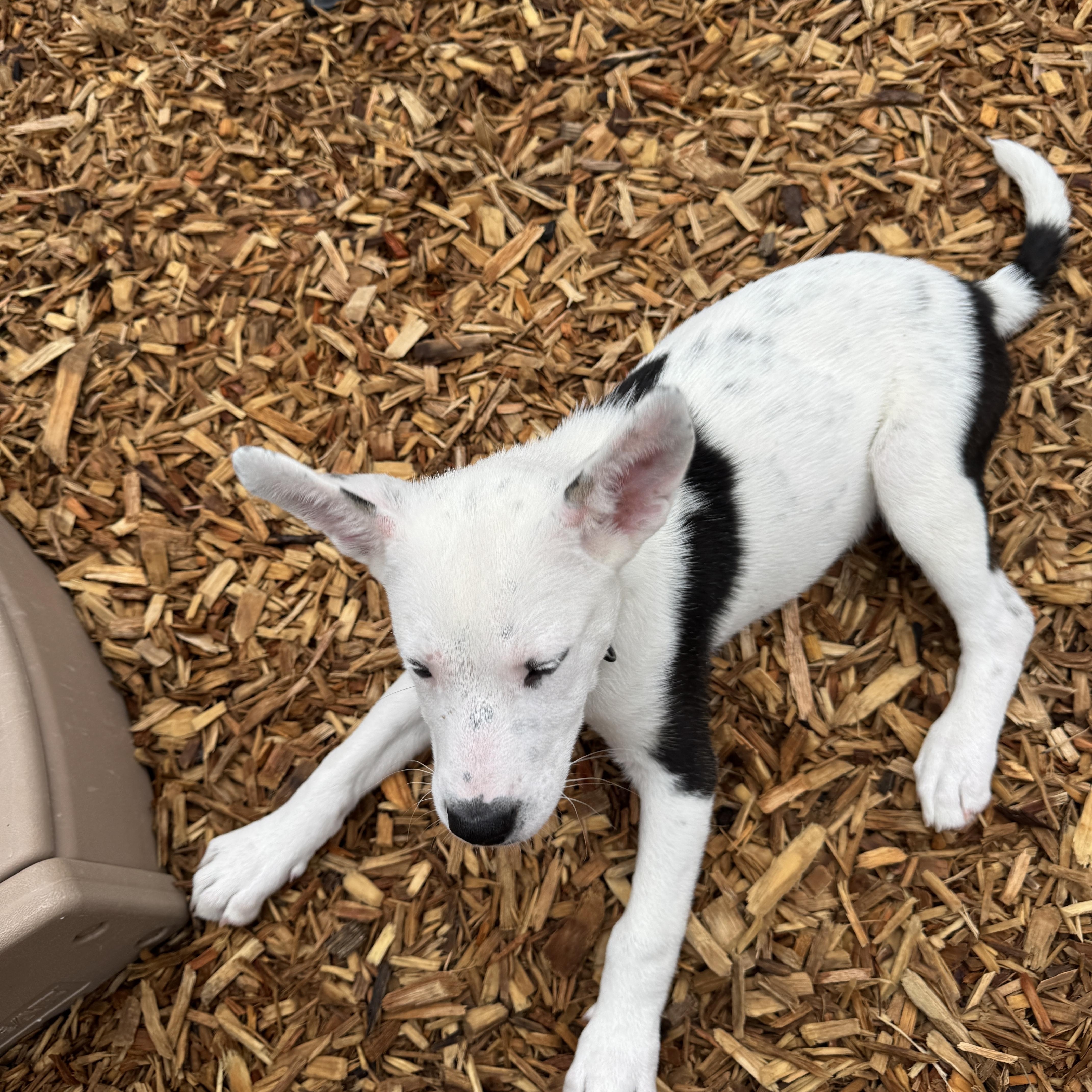 Hazel, an adoptable mixed breed in Abington, PA image 3/5