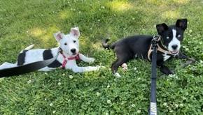 Hazel, an adoptable mixed breed in Abington, PA image 5/5
