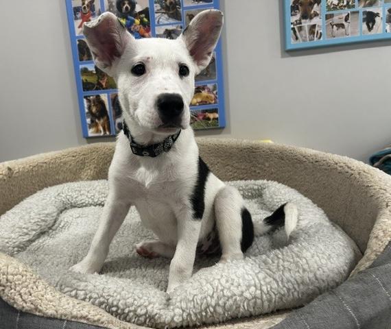 Hazel, an adoptable mixed breed in Abington, PA image 4/5