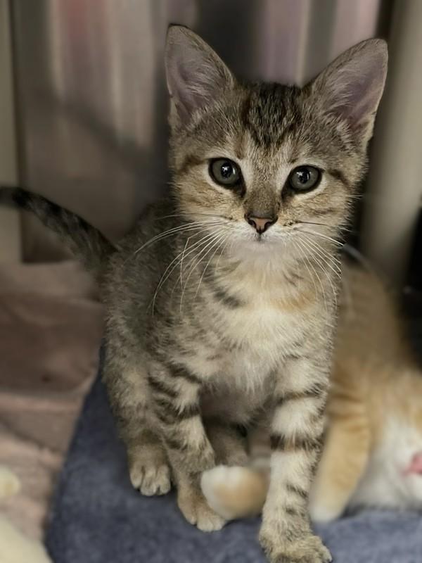 Termite, Adoptable, Kitten Female Domestic Short Hair.