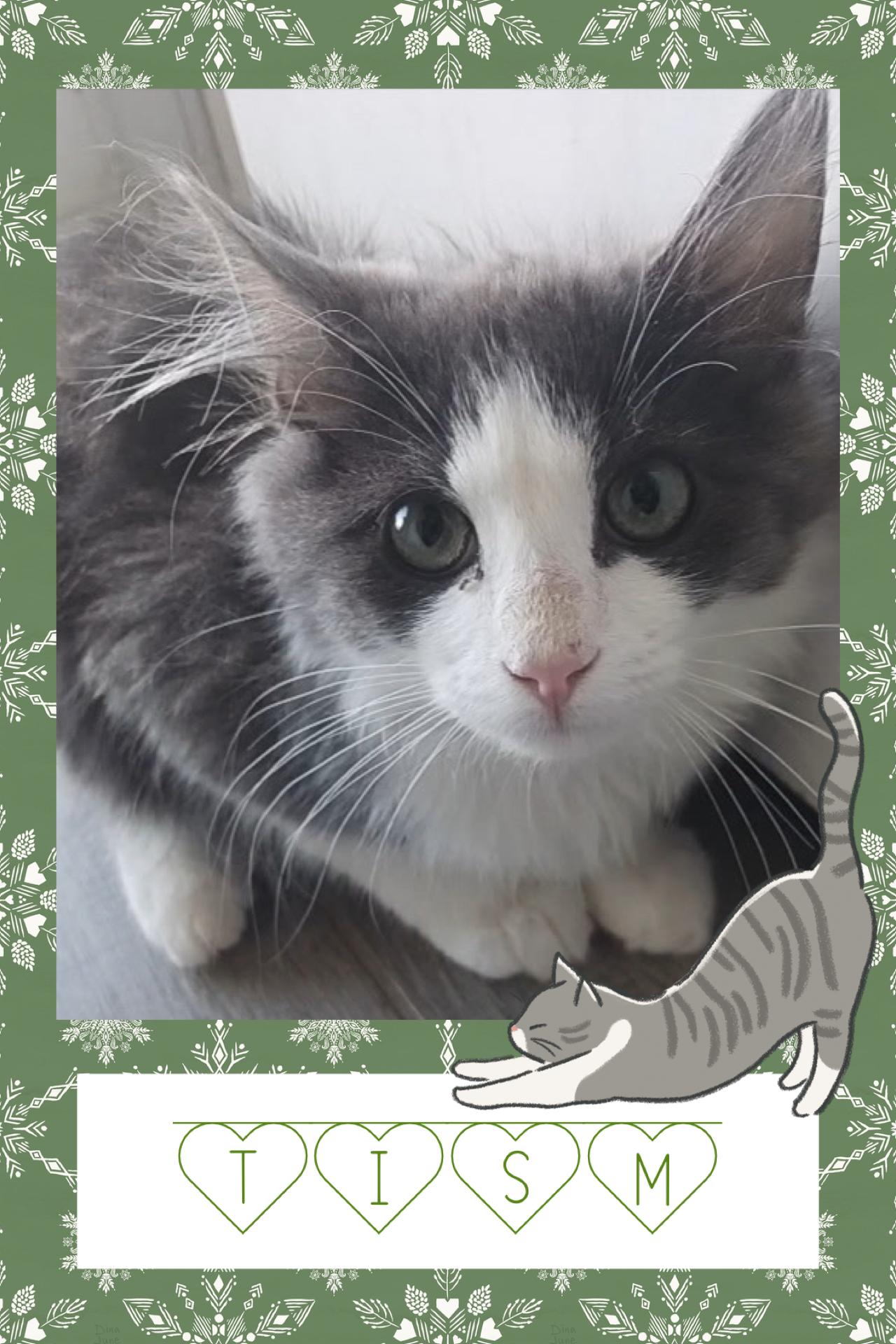 Enlarge Tism, a ADOPTABLE Domestic Short Hair in Pasco, WA image 2/2