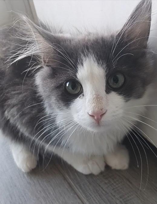 Tism, ADOPTABLE, Kitten Male Domestic Short Hair.